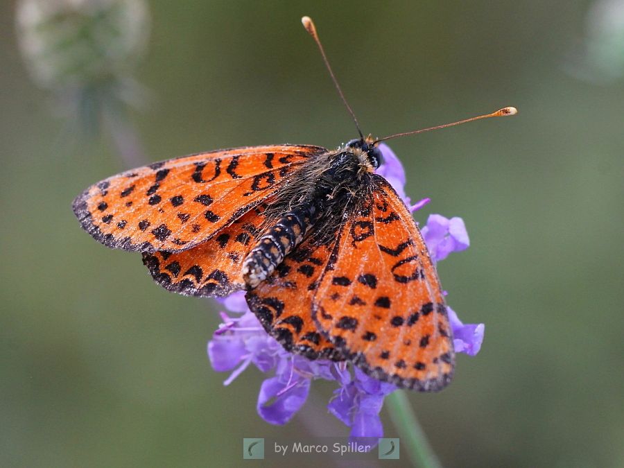 Melitaea didyma